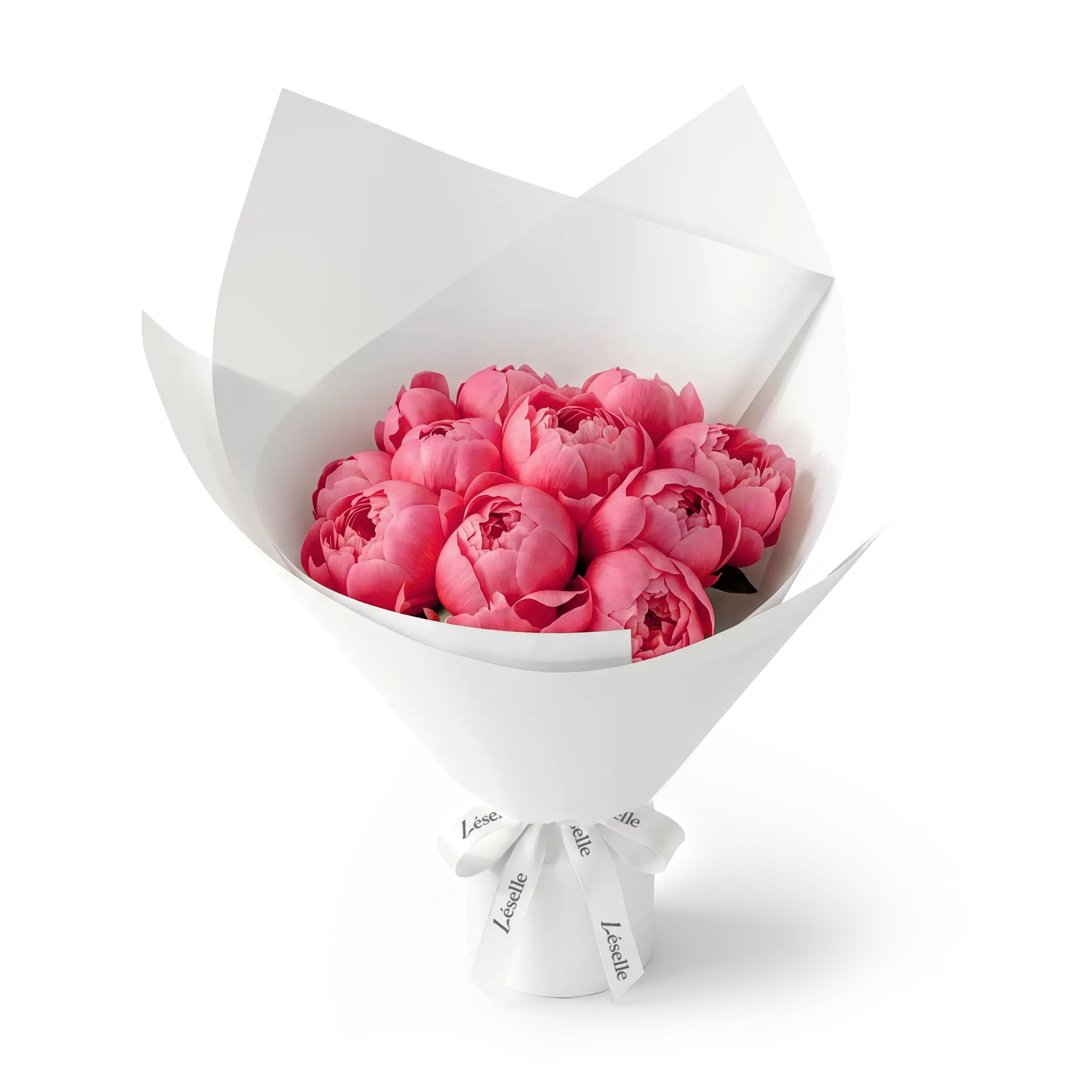 Bouquet of coral-charm peonies wrapped in white paper with a white ribbon on a transparent background
